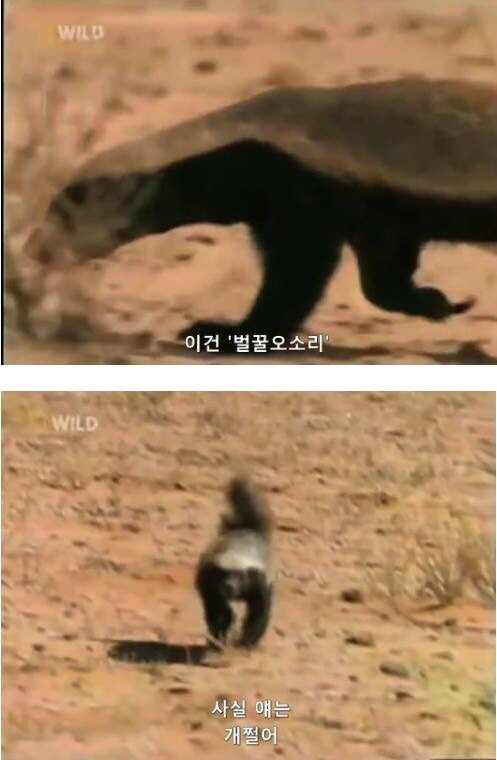 벌꿀오소리는 x도 신경 안쓴다구 | 인스티즈