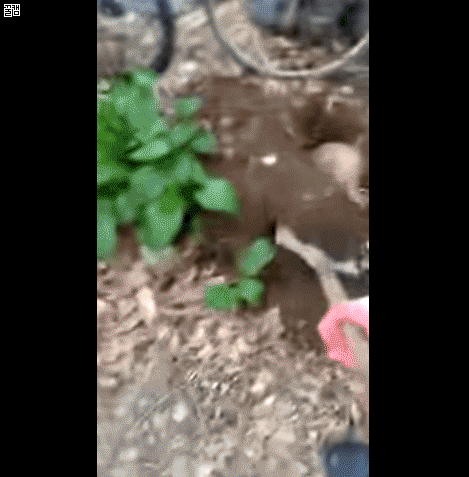 고양이 생매장하는 경비원.gif (혐오주의) | 인스티즈