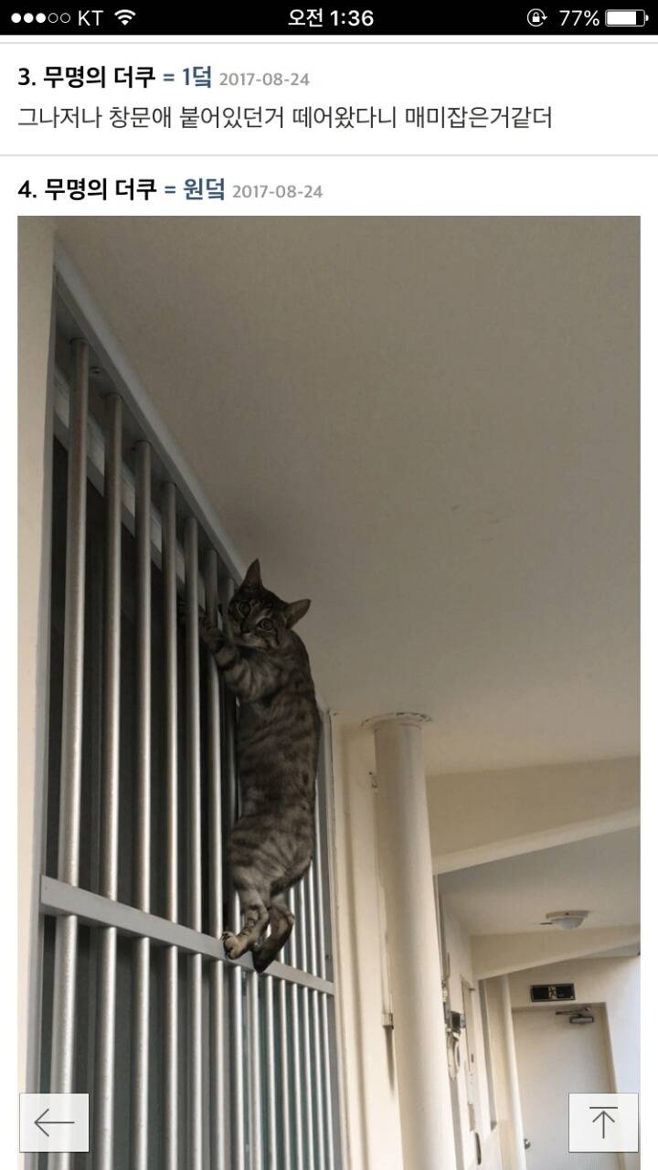 이 고양이 품종이 뭔지 아는 사람? | 인스티즈