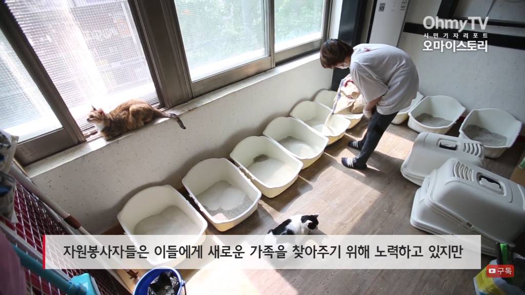 마산 애니멀 호더에게서 구조한 50여마리의 고양이들에게 손길을 내밀어주세요! 곧 쉼터가 폐쇄되어 아이들이 갈 곳이 없습니다 | 인스티즈