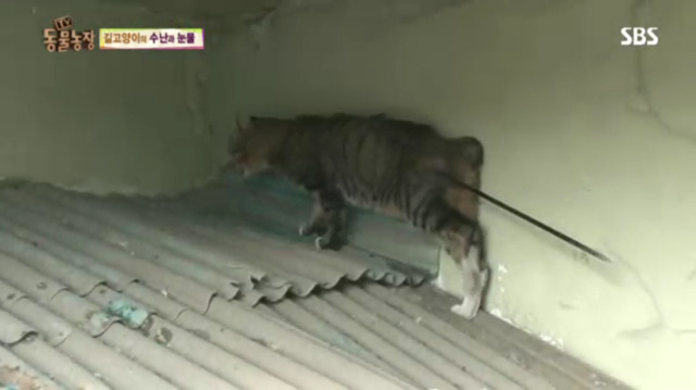 고양이에게 화살 쏜 남자 (이거보면 빡쳐서 잠 못잠) | 인스티즈