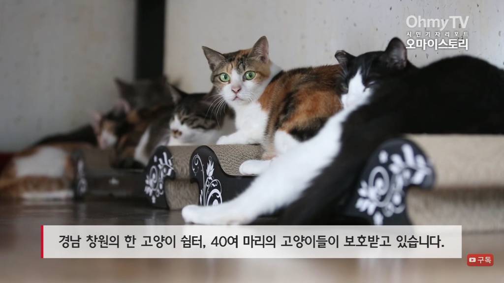 마산 애니멀 호더에게서 구조한 50여마리의 고양이들에게 손길을 내밀어주세요! 곧 쉼터가 폐쇄되어 아이들이 갈 곳이 없습니다 | 인스티즈