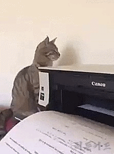 고장난 고양이.gif | 인스티즈