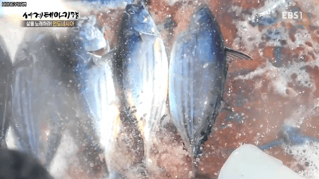 인도네시아의 참치 잡이 | 인스티즈