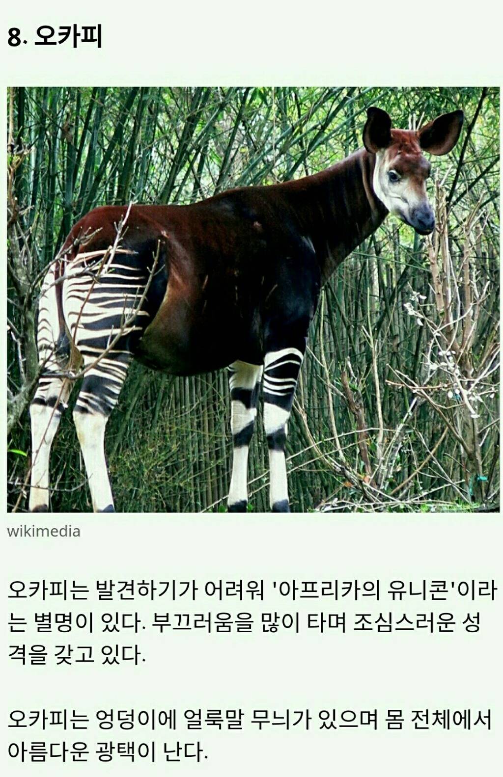 멸종위기에 놓인 귀여운 동물 10가지 | 인스티즈