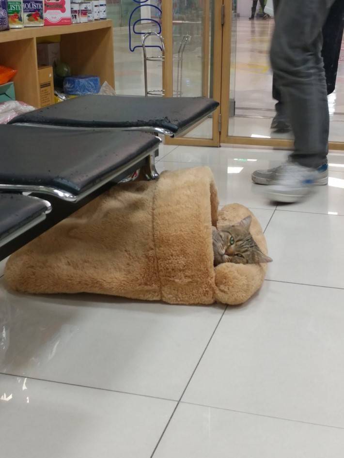 동물병원에 사는 창식이~ | 인스티즈