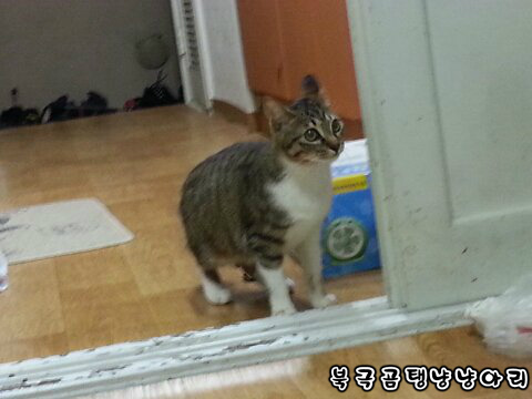 고양이를 싫어하던 떄가 있었다.(사진많음주의) | 인스티즈