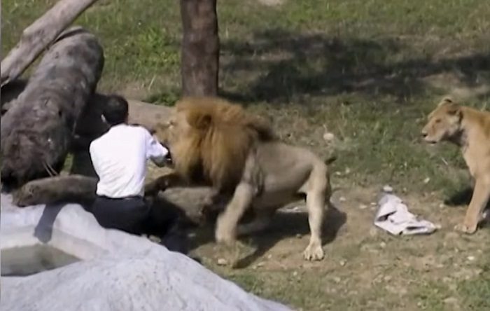 술 취해서 사자우리 들어간 대만 남자 (혐오주의) | 인스티즈