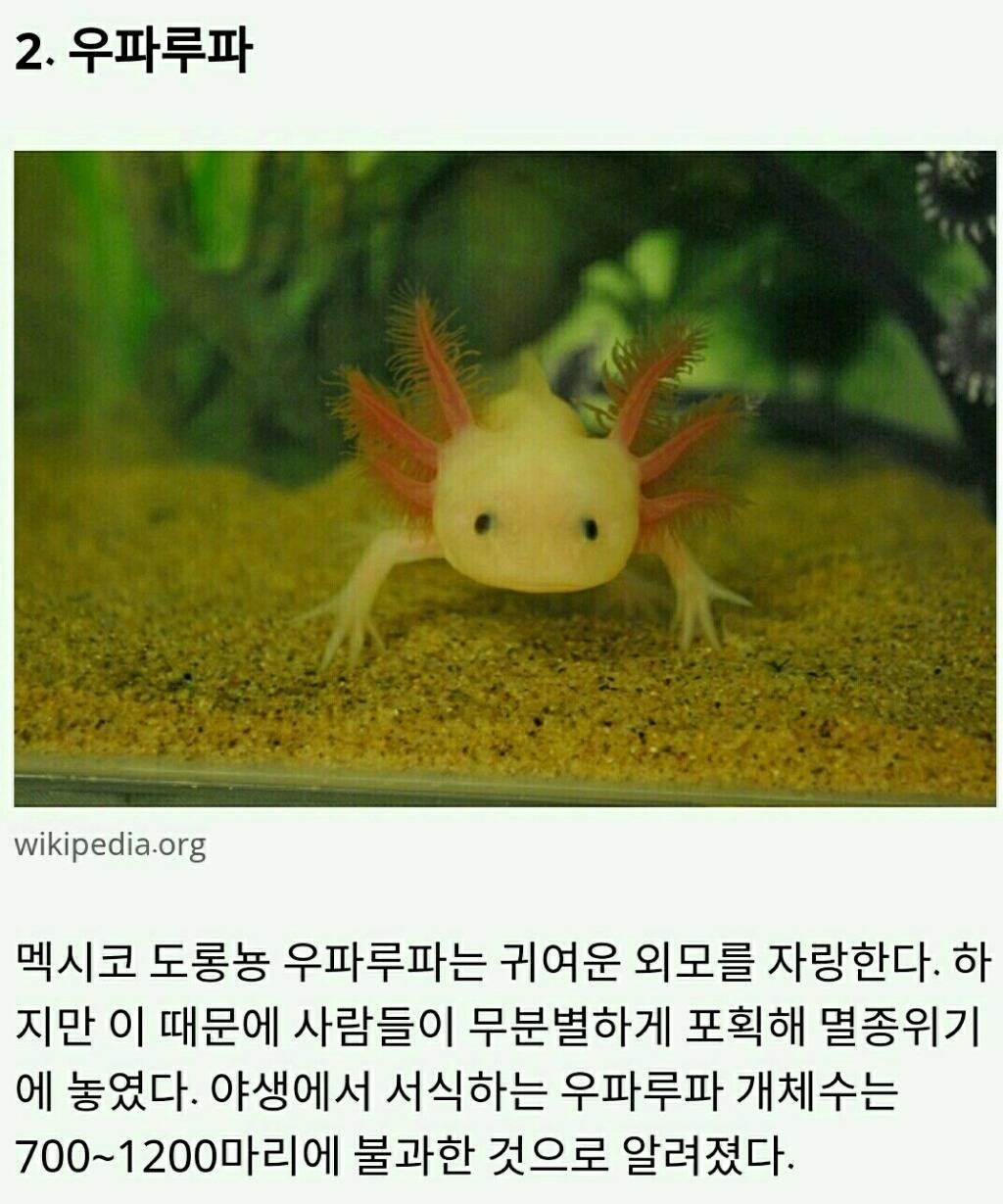 멸종위기에 놓인 귀여운 동물 10가지 | 인스티즈