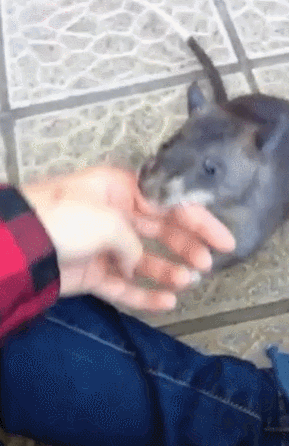 쥐야 미안해... | 인스티즈