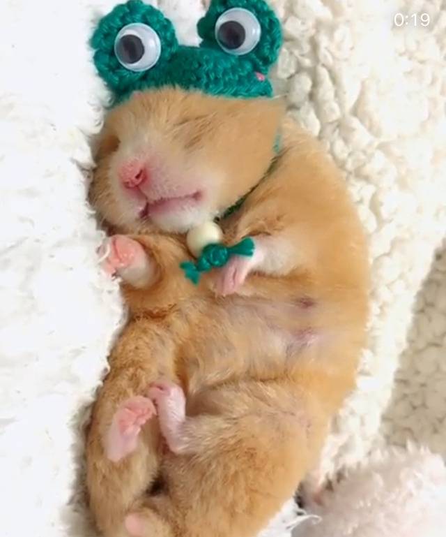 세상모르고자는 햄스터 | 인스티즈