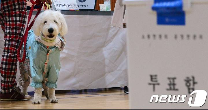 투표소 같이온 동물들 | 인스티즈