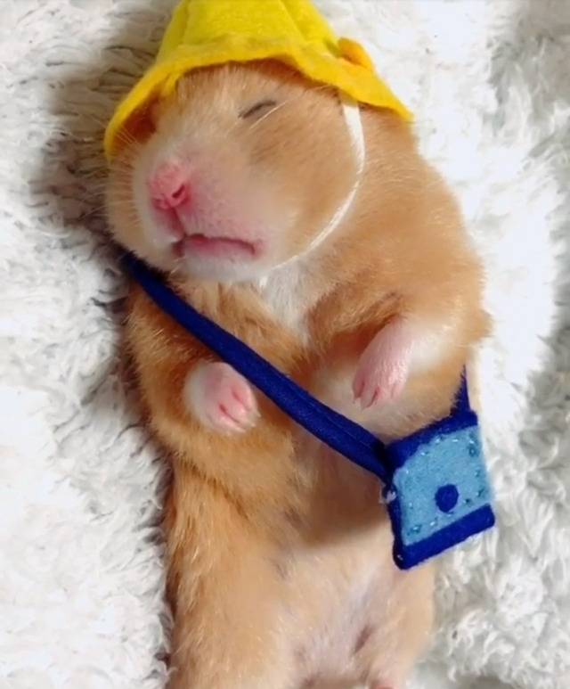 세상모르고자는 햄스터 | 인스티즈