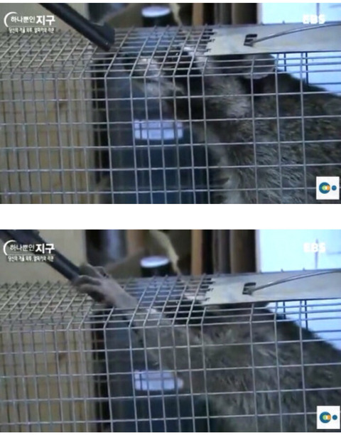 아직도 모피에 환장하는 국가들 | 인스티즈