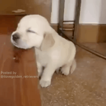 잠 자는 인절미.gif | 인스티즈