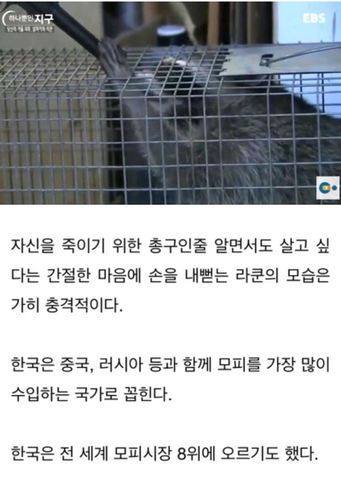 아직도 모피에 환장하는 국가들 | 인스티즈