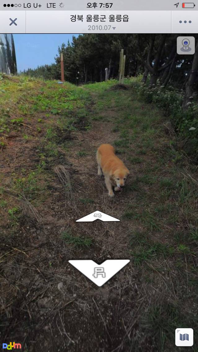 리트리버의 친화력(feat. 로드맵) | 인스티즈