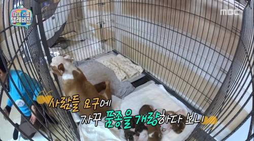 불독의 안타까운 사실 | 인스티즈