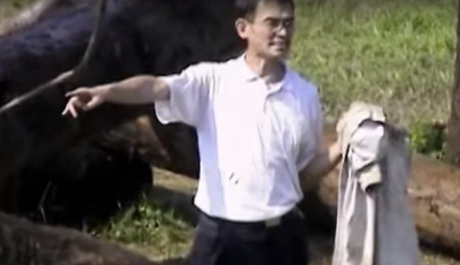 술 취해서 사자우리 들어간 대만 남자 (혐오주의) | 인스티즈