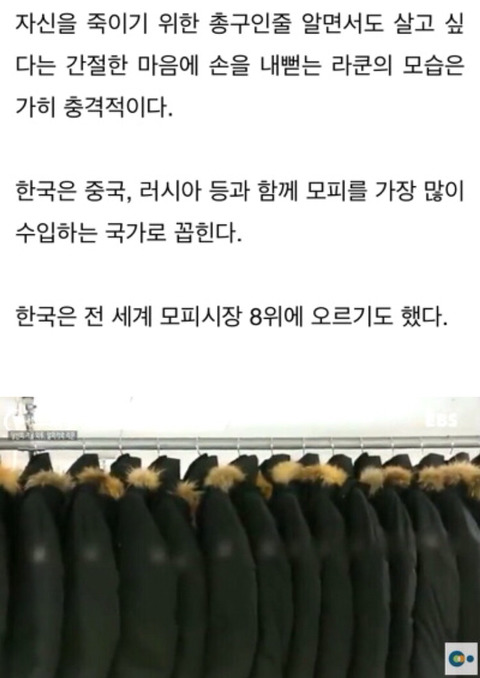 아직도 모피에 환장하는 국가들 | 인스티즈