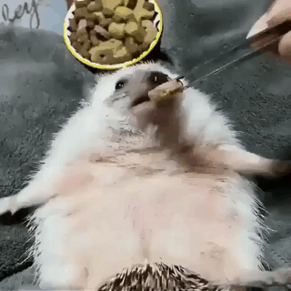 도치 밥 먹이기.gif | 인스티즈