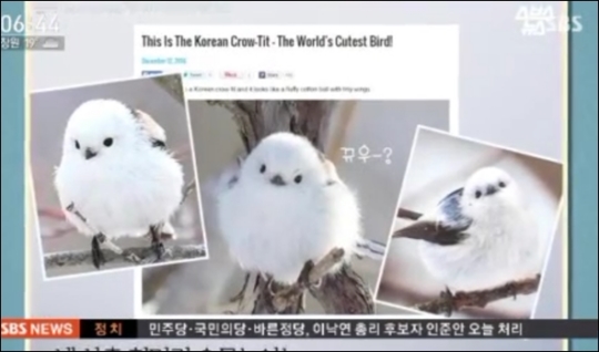 세계인의 심장을 폭행한 '가장 귀여운 새' 한국 뱁새 | 인스티즈