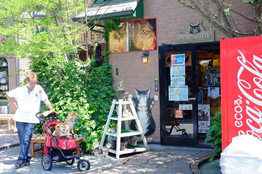 일본 여행이 땡기는 이유 | 인스티즈