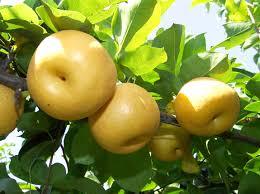 채소와 과일로 대화하는 한국어 | 인스티즈