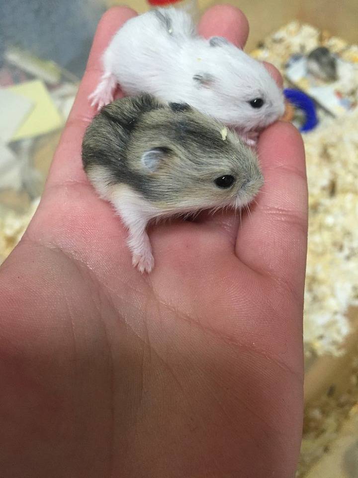 아기 햄스터들의 성장 과정 | 인스티즈