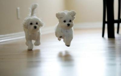 사실상 나라를 구한 강아지 | 인스티즈