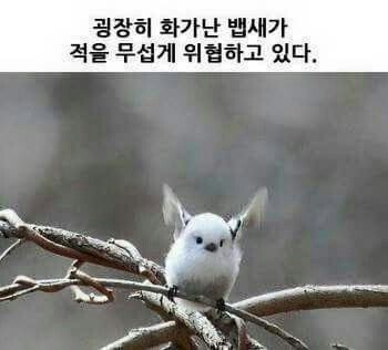 우리나에서만 서식하는 흉폭한 조류 | 인스티즈