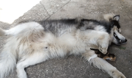 아깽이야...어떡하지...gif | 인스티즈