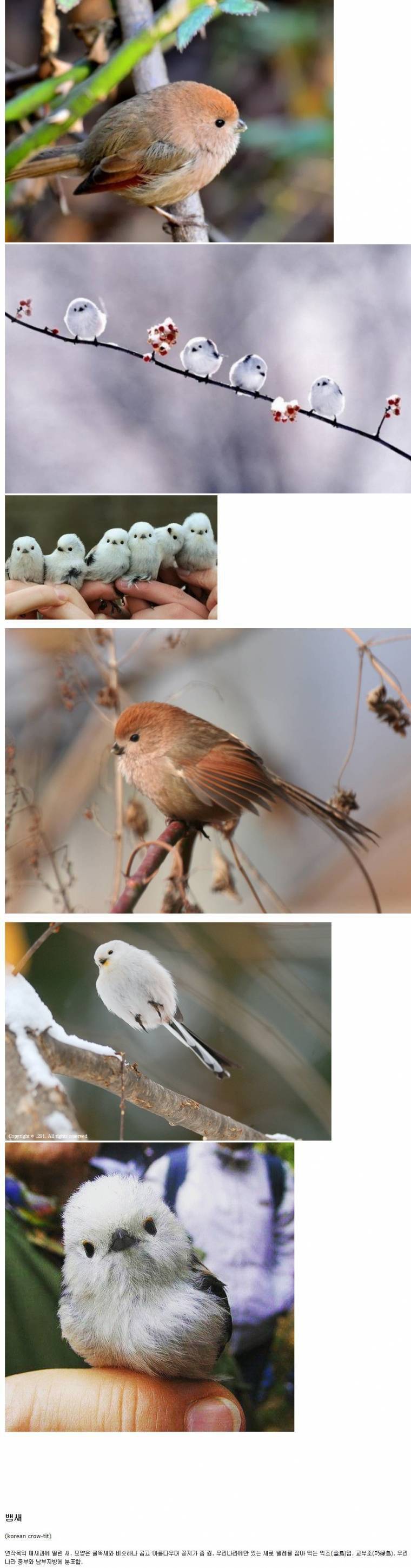 우리나에서만 서식하는 흉폭한 조류 | 인스티즈
