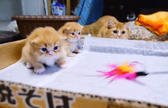 모성보다 본능이 먼저 | 인스티즈