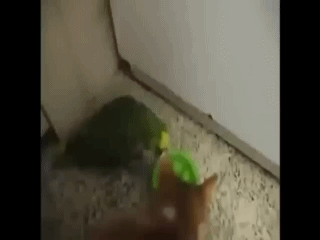 밥먹는데 방해.GIF | 인스티즈