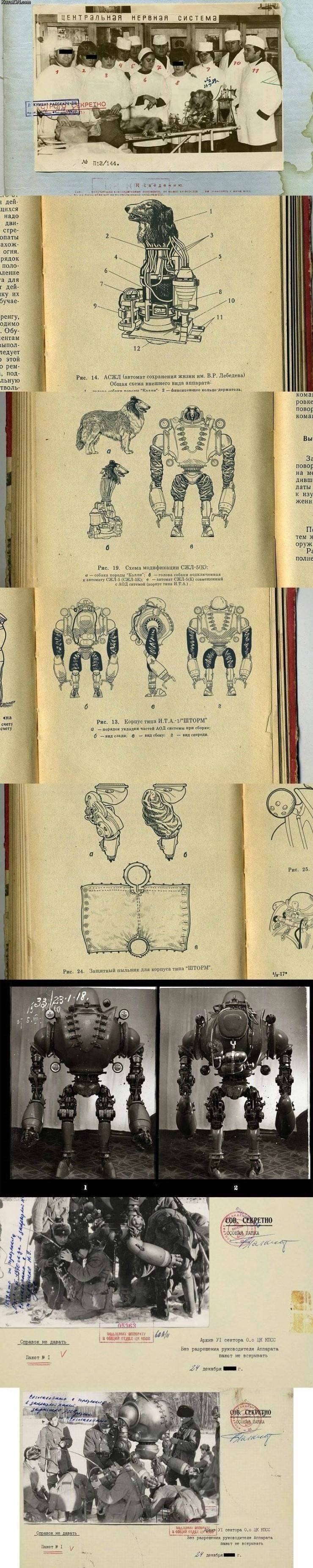 장기이식기술의 시작 | 인스티즈