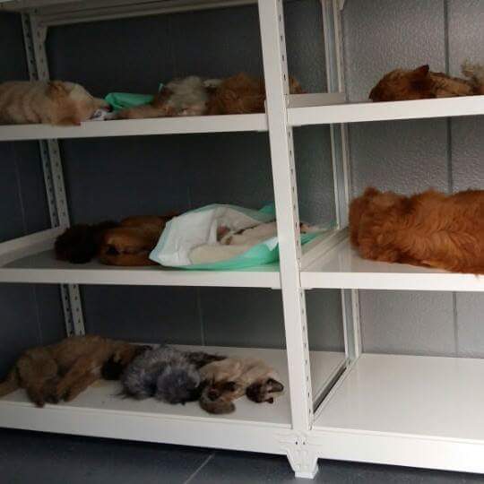 23억이나 들여서 신축한 청주 유기동물 보호소의 실태 | 인스티즈