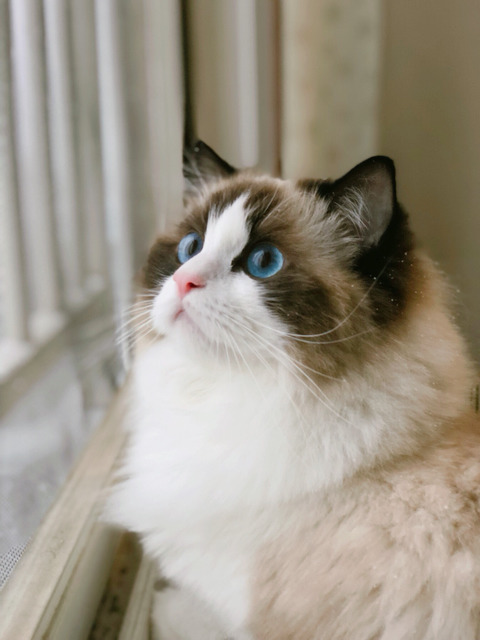 눈 구경하는 고양이 | 인스티즈