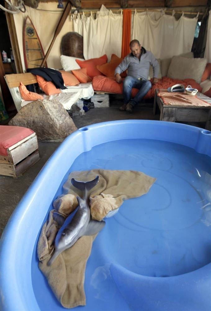 해양구조팀에게 보살핌을 받고 있는 아기돌고래 (심쿵 주의) | 인스티즈