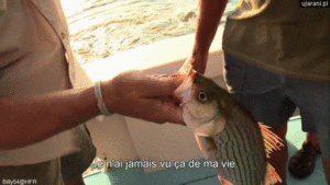 물고기의 입속 기생충 (혐오주의) | 인스티즈