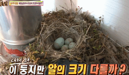 [동물농장] 다른 새끼 새 다 죽이면서까지 남의 둥지에서 자라는 뻐꾸기 | 인스티즈