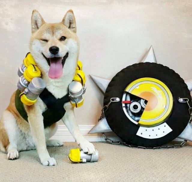 옷입는 동물들,, | 인스티즈