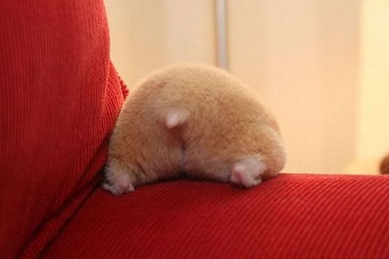 햄스터 궁딩이 | 인스티즈