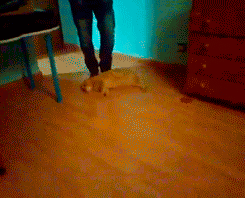 고양이들이 좋아하는 놀이 | 인스티즈