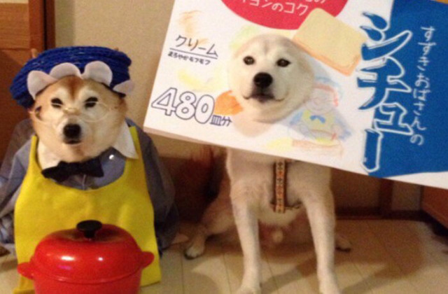 옷입는 동물들,, | 인스티즈