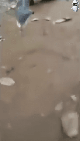 킹코브라 조련사.gif | 인스티즈