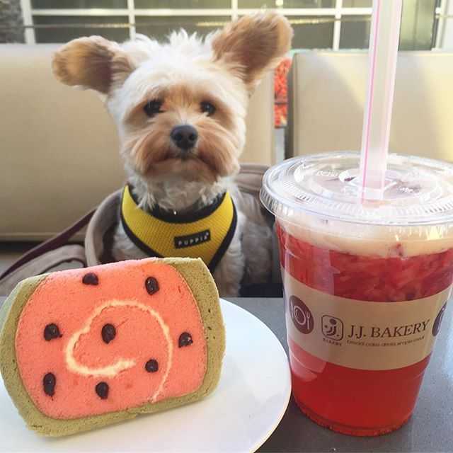 미식가 강아지 뽀빠이 | 인스티즈