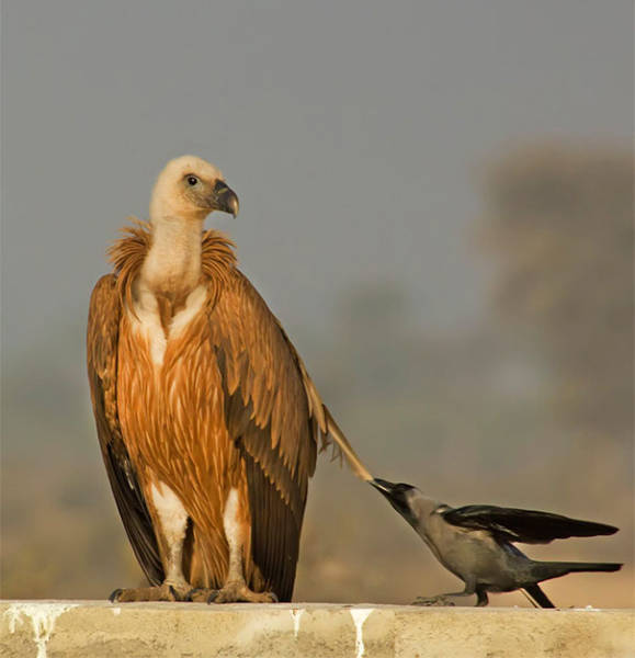 천하무적 까마귀.jpg | 인스티즈