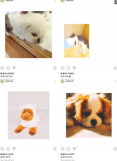 악플 엄청 받고 있는 민효린 반려 동물 사건 정리 글.......jpg | 인스티즈
