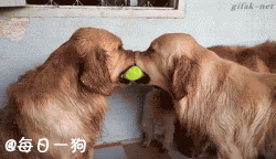 고양이와 강아지 | 인스티즈